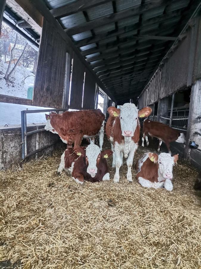 Вилла Tourist Farm Mulej Блед Экстерьер фото